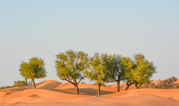 Dubai Ormanları ve Bitki Örtüsü Nasıldır?