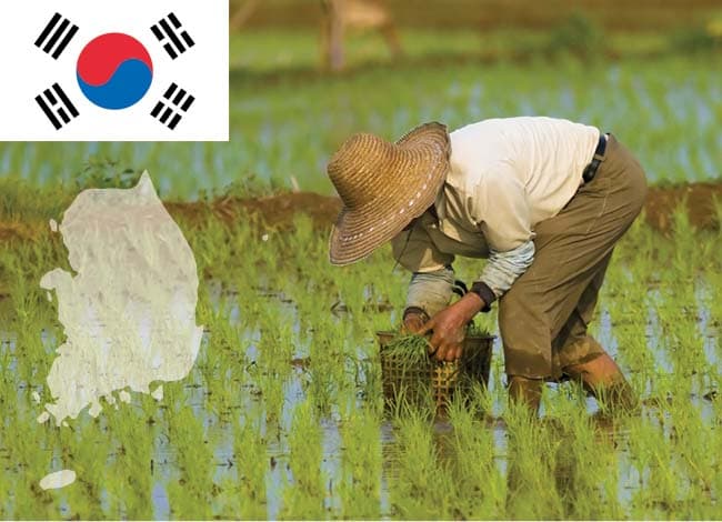Güney Kore Tarım ve Hayvancılık Sektörü Nasıldır?