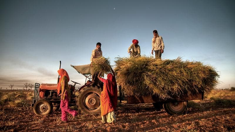 Hindistan Tarım Sektörü Nasıldır?