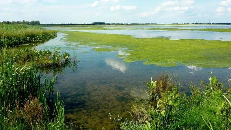 De Biesbosch Ulusal Parkı Nerededir?