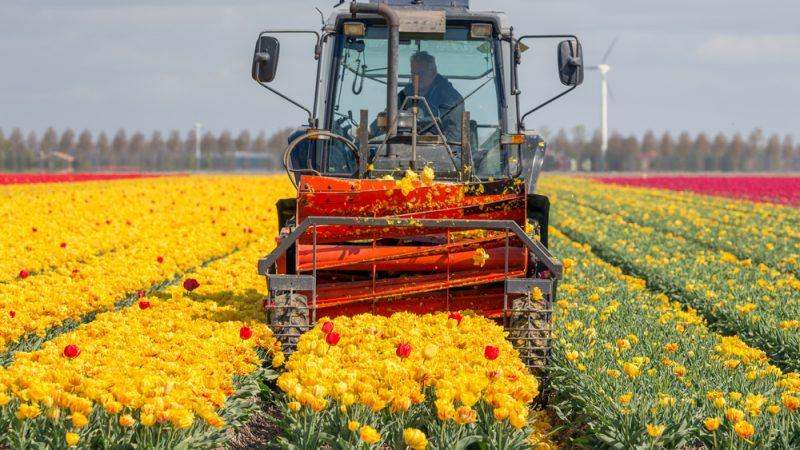 Hollanda’da Tarım Sektörü Nasıldır?