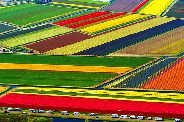 Hollanda’nın Tarım Ürünleri Nelerdir?
