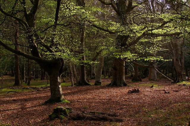 İngiltere Ormanları ve Bitki Örtüsü Nasıldır?