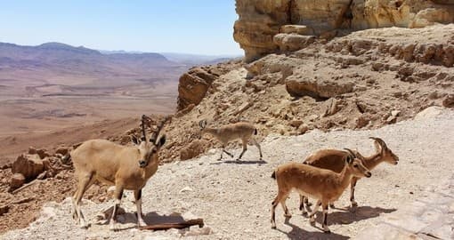 İsrail'de Yaşayan Hayvanlar Nelerdir?