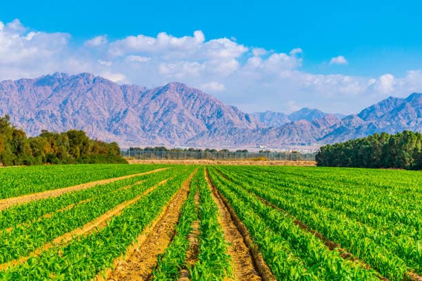 İsrail'de Yetişen Tarım Ürünleri Nelerdir?