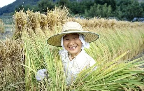 Başlıca Japonya Tarım Ürünleri Hangileridir?