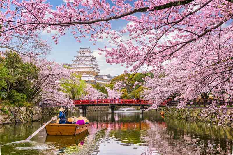 Japonya Sakura Festivali Ne Zaman Yapılır?