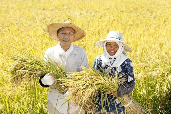 Japonya Tarım Sektörü Nasıldır?