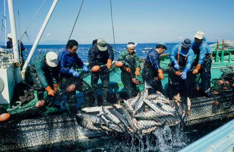 Japonya'da Balıkçılık Sektörü Nasıldır?