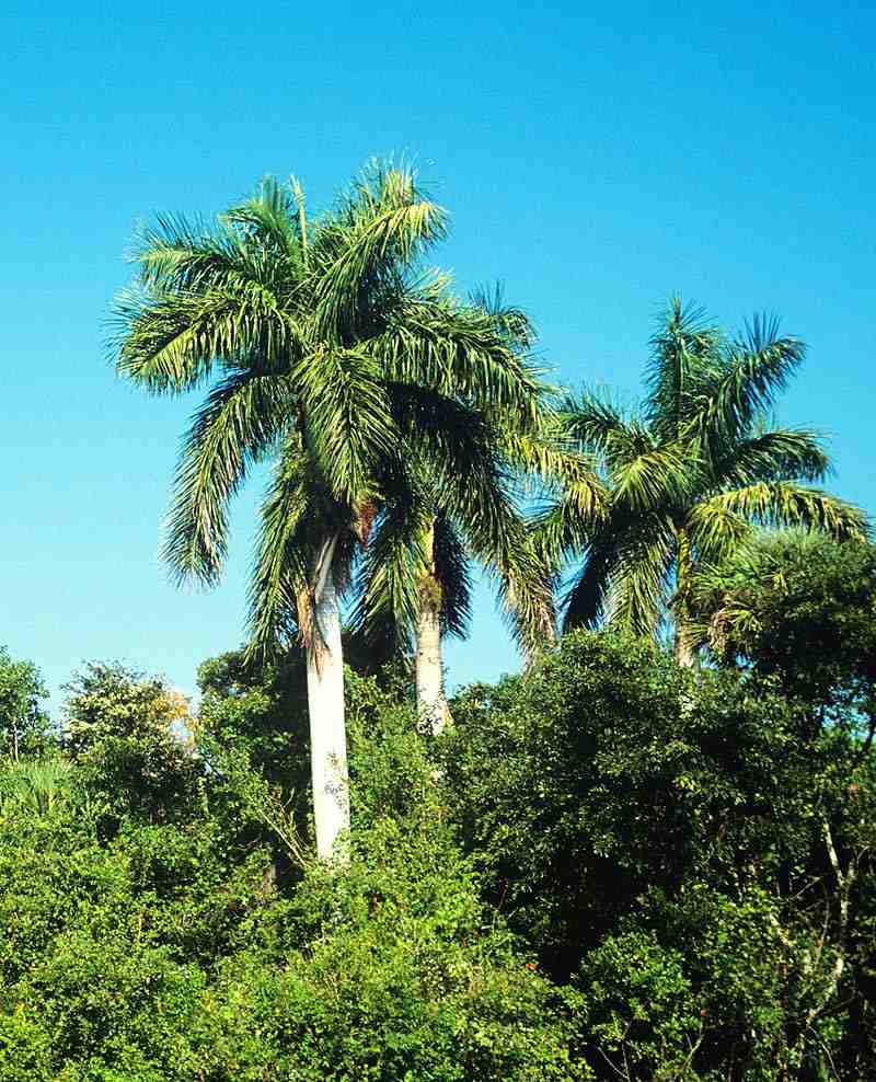Küba İklimi ve Bitki Örtüsü