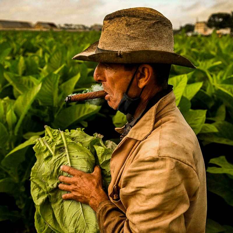 Küba'nın Tütün ve Puro Kültürü Nasıldır?