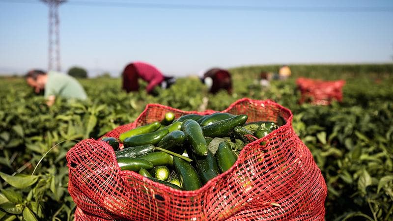 Meksika'da Yetişen Tarım Ürünleri Nelerdir?