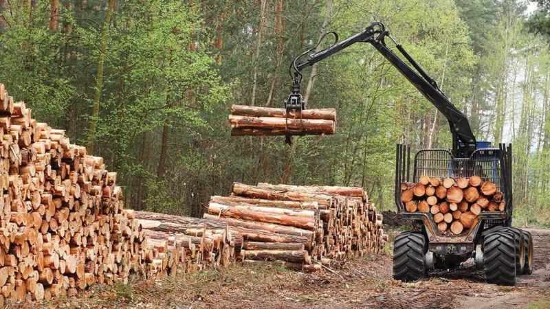 Rusya Ormancılık Sektörü Nasıldır?